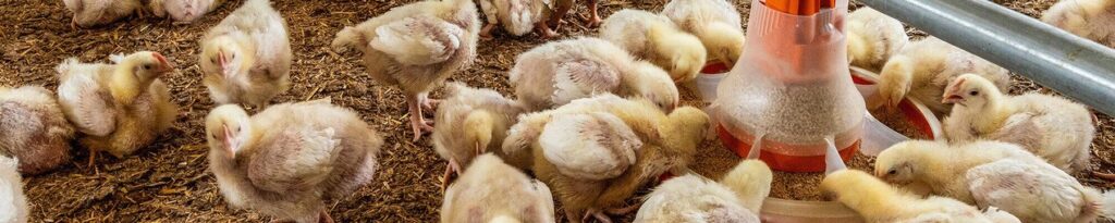 csm_Haehnchenmast-Broiler-production-Viva-330-Big-Dutchman_d55628251a