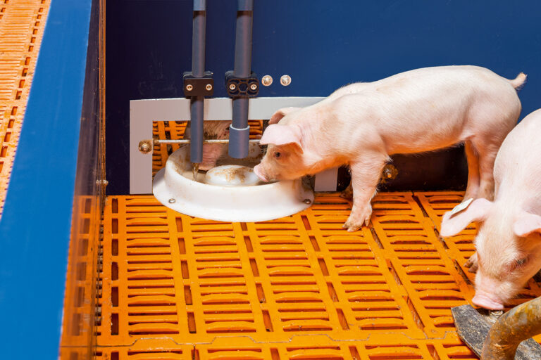 Sauenhaltung-Sow-management-CulinaFlex-Big-Dutchman