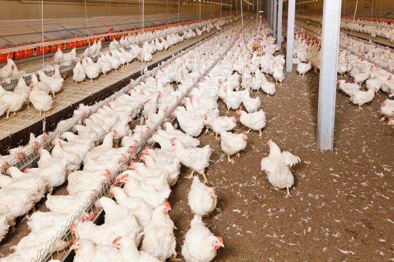 Broiler-Elterntierhaltung-Broiler-breeder-management-Futterkette-1-Big-Dutchman