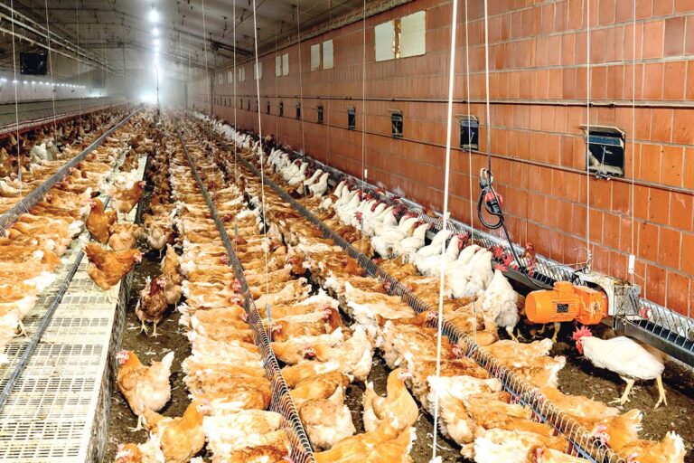 Broiler-Elterntierhaltung-Broiler-breeder-management-Futterkette-2-Big-Dutchman
