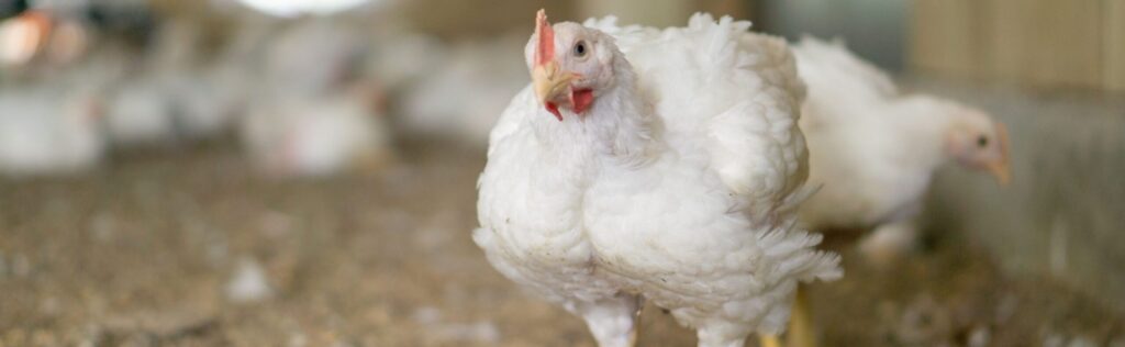 Broiler