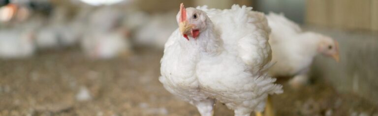 Broiler