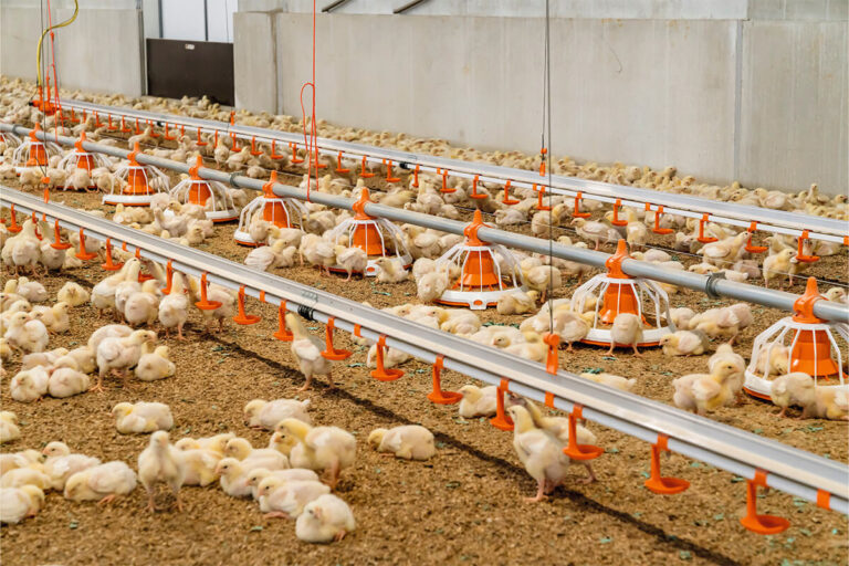 Gefluegelmast-Poultry-growing-FLUXX-330-360-4-Big-Dutchman