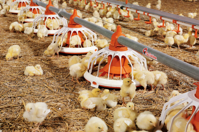 Haehnchenmast-broiler-production-Futterschale-FLUXX-360-1-Big-Dutchman