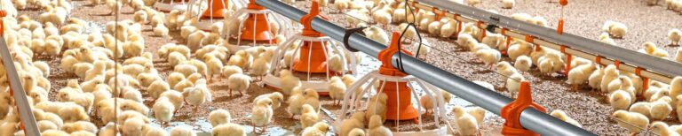 csm_Gefluegelmast-Poultry-growing-FLUXX-330-360-Big-Dutchman_ed8d132c08