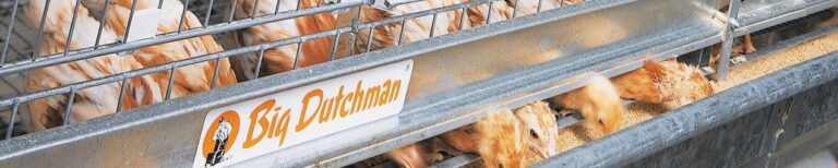 csm_Legehennenhaltung-egg-production-UNIVENT-Starter-Big-Dutchman_d3673d71fb