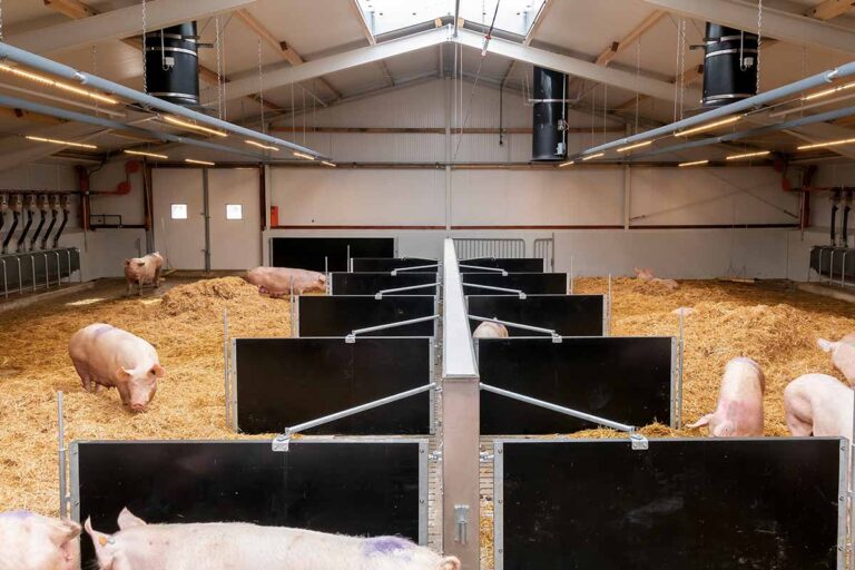 Schweinehaltung-Pig-production-FlexLED-HO-Big-Dutchman