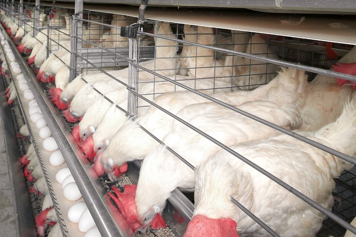 csm_Kaefighaltung-poultry-cages-UNIVENT-Big-Dutchman_4362edf0d0