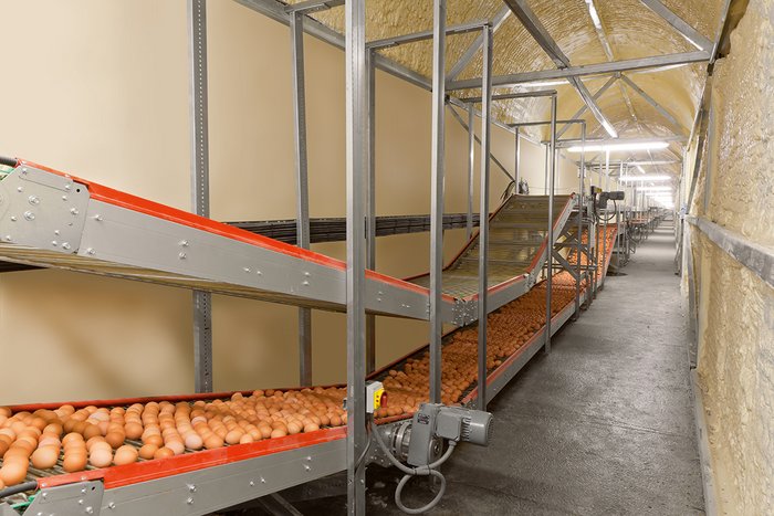 csm_Legehennenhaltung-Egg-production-Kurvenfoerderer-4-Big-Dutchman_39c6c10919