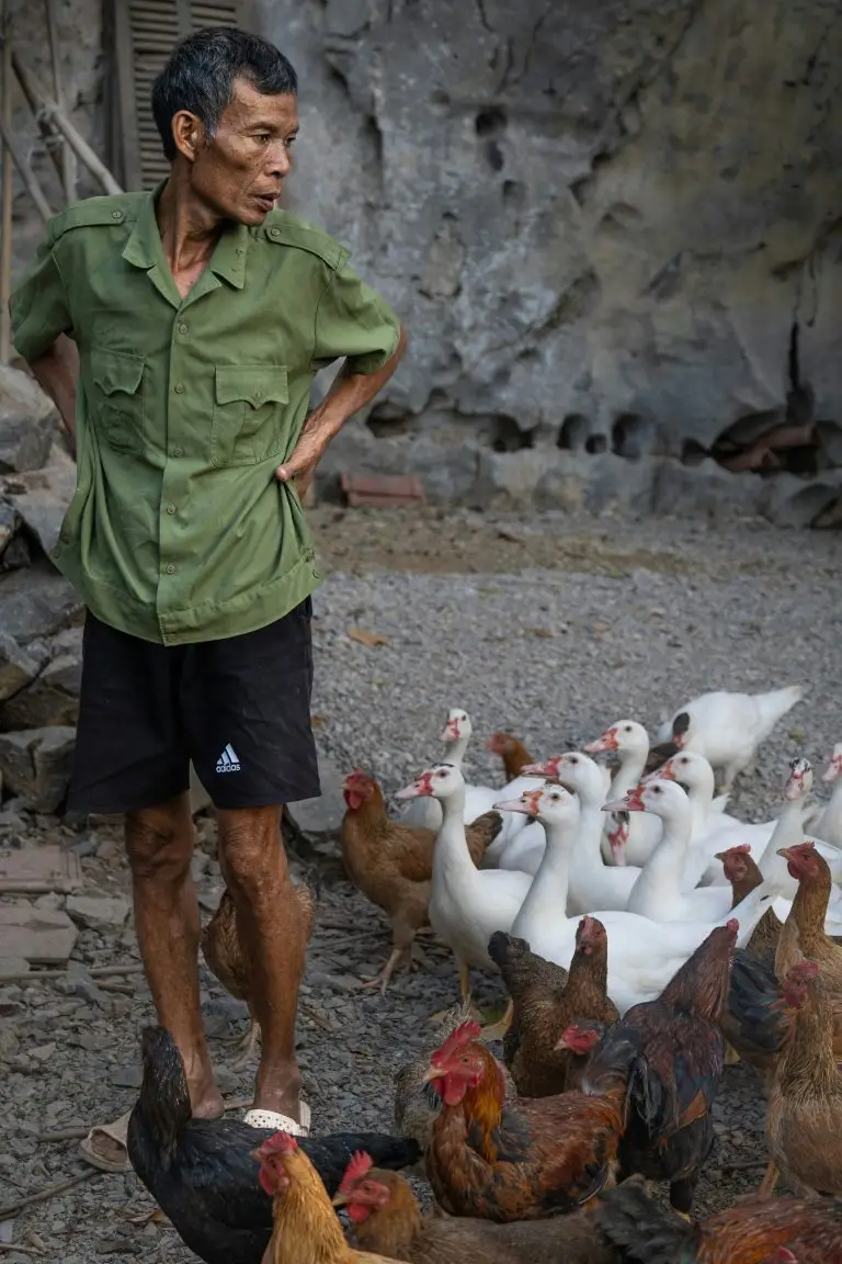 African farmer standing beside flock of chickens outdoors
