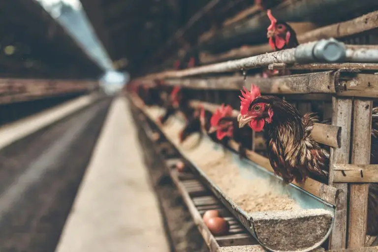 Poultry cage system showing layer and broiler housing infrastructure