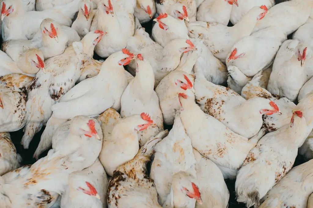 Clean white broiler chickens inside a modern turnkey poultry facility