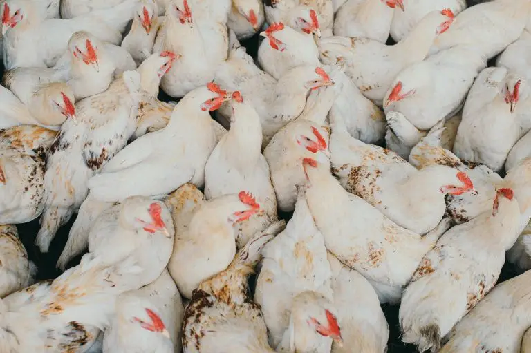 Clean white broiler chickens inside a modern turnkey poultry facility
