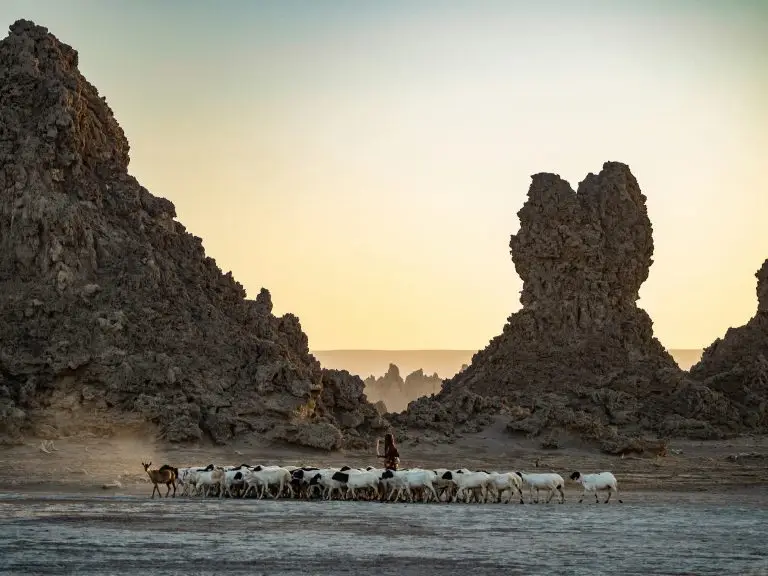 Herd of goats near rugged mountains in the arid Djibouti landscape