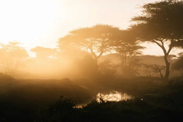 Sunlight shining over a misty African savanna at sunrise