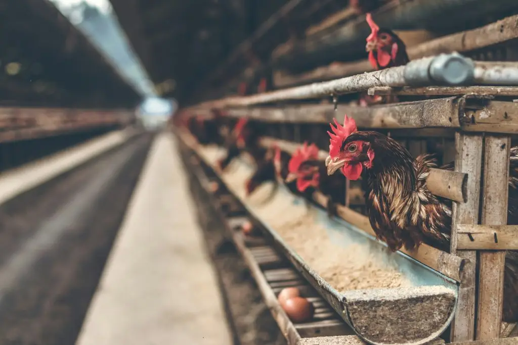 Healthy white chickens in organized commercial poultry house