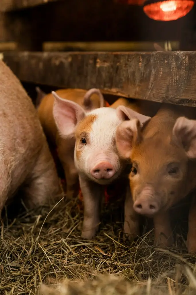Pigs at feeding area in organized indoor production pen