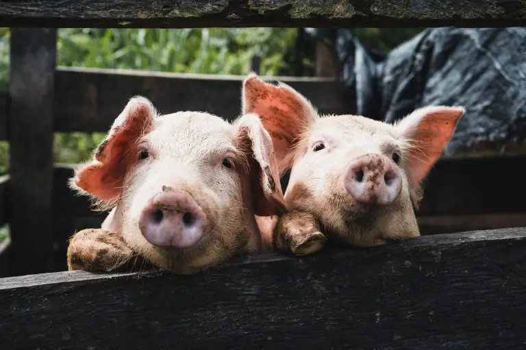 Comfortable pigs in climate-controlled housing reflect modern welfare-focused production standards.